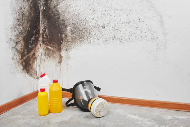 Best Affordable Mold Removal  in Garden City South, NY