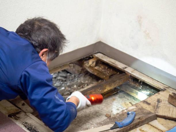 Best Local Mold Removal Service  in Garden City South, NY