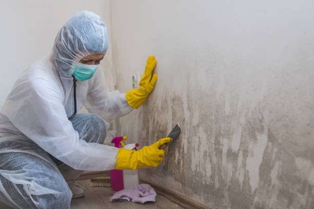 Best Crawl Space Mold Removal  in Garden City South, NY