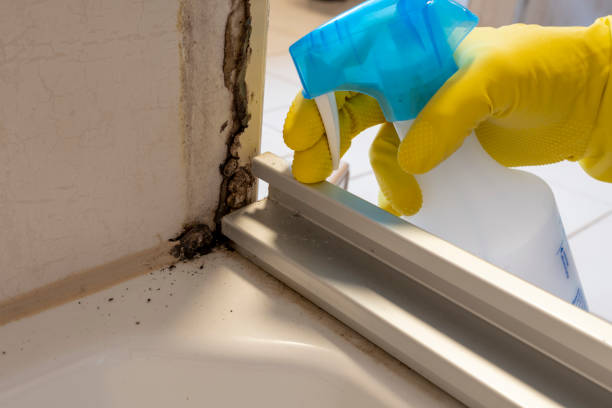 Crawl Space Mold Removal in Garden City South, NY
