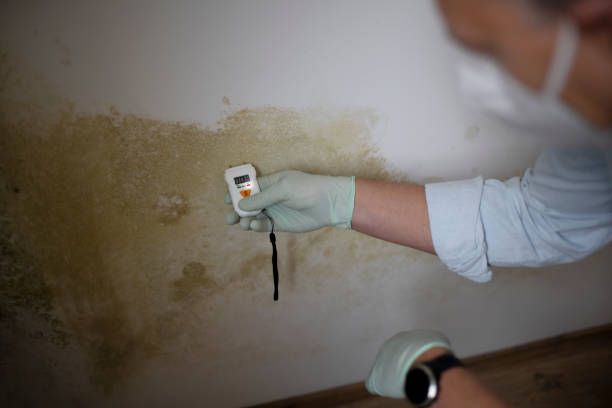 Best Emergency Mold Removal  in Garden City South, NY