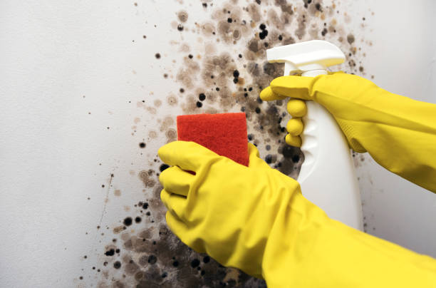 Best Mold Remediation  in Garden City South, NY