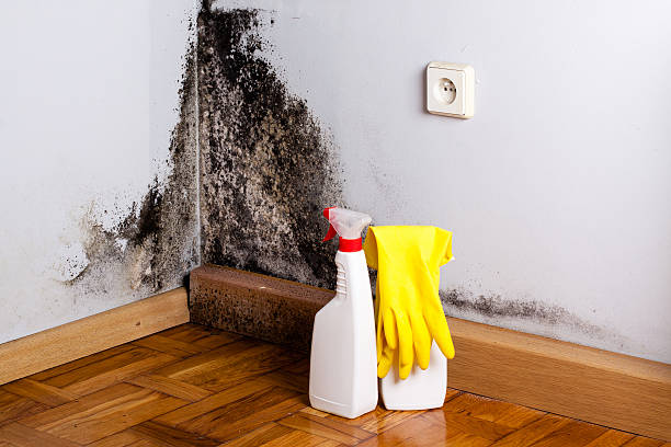 Best Certified Mold Removal  in Garden City South, NY