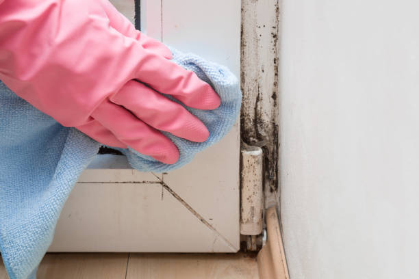 Best Mold Testing  in Garden City South, NY
